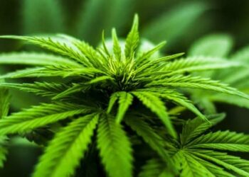 Marijuana Laws in Georgia 2022